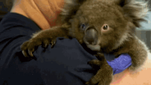 hugging-the-future-of-koalas.gif