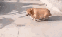 Dog Overweight GIF - Dog Overweight Fat GIFs