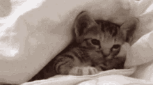 Sleepy Kitten GIF - Sleepy Kitten Cat GIFs