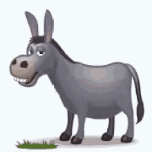 donkey eatingg grass