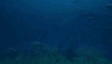 Sea Monsters Ocean GIF - Sea Monsters Sea Ocean GIFs