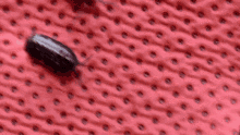 Roly Poly GIF - Roly Poly Pill Bug GIFs