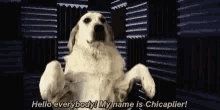 Funny Animals Dogs GIF - Funny Animals Dogs Hello Everybody GIFs