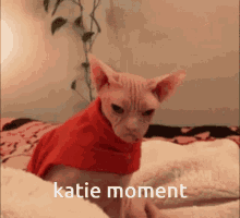 Katie Katie Moment GIF - Katie Katie Moment Bingus GIFs