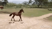 Trot Horse GIF - Trot Horse On My Way GIFs