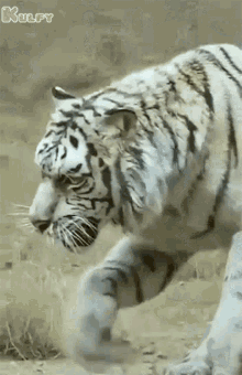 Angry Tiger GIF - Angry Tiger Puli GIFs