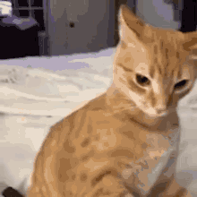 Cat Cat Meme GIF - Cat Cat Meme The Rock Sus Face GIFs