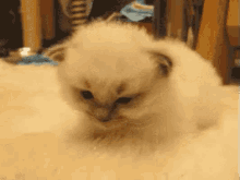 疲れた　つかれた　ネコ　猫　ねこ GIF - Cute Kitten Tired GIFs