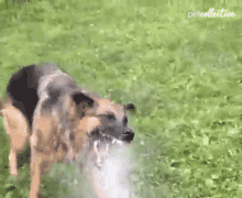 Sprinkler The Pet Collective GIF - Sprinkler The Pet Collective Mad GIFs