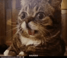 Shocked Surprised GIF - Shocked Surprised Cat GIFs