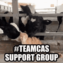 teamcas teamcasper teamcas support group cows licking