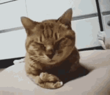 Cat No GIF - Cat No Disappointed GIFs