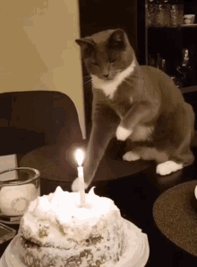 Put Out The Candle Put It Out GIF - Put Out The Candle Put It Out Birthday Cat GIFs