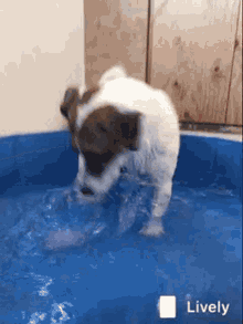 milo enjoy dog piscina gioco