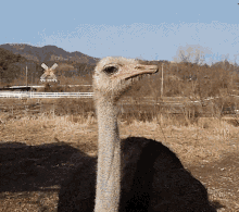 ostrich riding gif