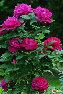 Nature Flowers GIF - Nature Flowers Roses GIFs