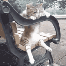 Priguiça GIF - Cat Sit Bench GIFs