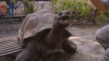 Tortoise Chewing National Geographic GIF - Tortoise Chewing National Geographic Weighing A Giant Tortoise GIFs