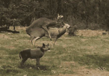Cerb Deer GIF - Cerb Deer Cervo GIFs