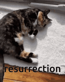 Lassy Cat GIF - Lassy Cat Resurrection GIFs