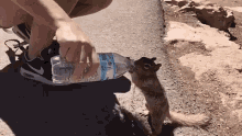 squirrel drink water thirsty animals cute squirrel drink water thirsty animals cute