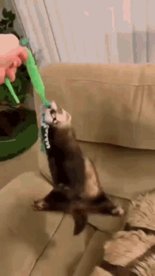ferret spin spinning right round