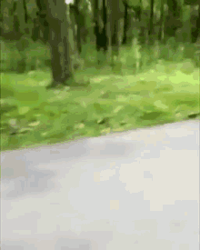 Motorcycle Forest GIF - Motorcycle Forest Tiger - Discover & Share GIFs