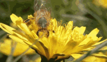 Sowegabeekeepersclub Pollinating GIF - Sowegabeekeepersclub Pollinating Bees GIFs