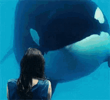 Orca Nod GIF - Orca Nod Whale GIFs