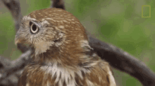 Huh Owls Have Superior Senses GIF - Huh Owls Have Superior Senses Hocked GIFs
