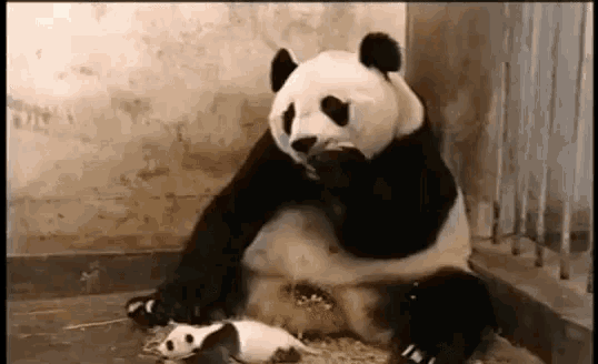 Sneeze Panda Gif Sneeze Panda Baby Panda Discover Share Gifs