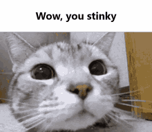 stink you
