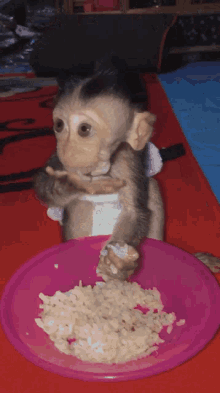 monkey eating rice monkey eating rice