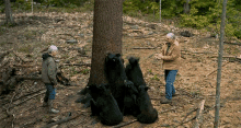 Bear Black Bear GIF - Bear Black Bear Climbing GIFs