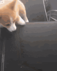 Dog Corgi GIF - Dog Corgi Slide GIFs