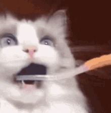 Cat Brushing Teeth GIF - Cat Brushing Teeth Shocked GIFs
