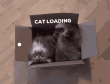 Loading Cat Loading GIF - Loading Cat Loading Loading Cat GIFs