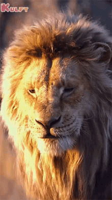 Lion Serious Look Angry GIF - Lion Serious Look Lion Angry GIFs