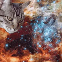 宇宙ねこ　うちゅうねこ　宇宙猫 GIF - Space Cat Laser Cat GIFs
