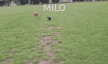 Milo GIF - Milo GIFs