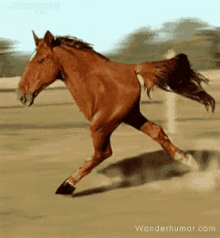 Horse Running GIF - Horse Running Run GIFs
