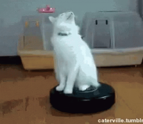 Cat GIF - Cat - Discover &amp; Share GIFs