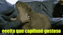 Cafuné GIF - Capibara GIFs