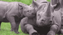 rhino and baby rhinos