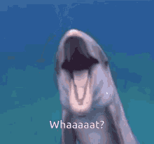 Whaaat Dolphin GIF - Whaaat Dolphin What GIFs