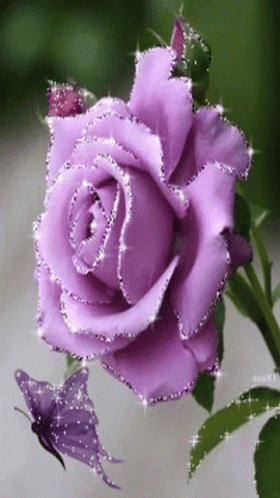 Roses GIF - Roses Rose - Discover & Share GIFs