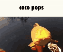 coco pops gold fish eating pond