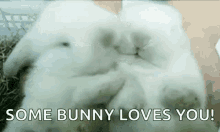 Bunny Bunnies GIF - Bunny Bunnies Aww GIFs