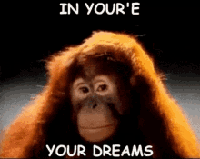 In Your Dreams Your Dreams Monkey GIF - In Your Dreams Your Dreams Monkey Dream Monkey GIFs