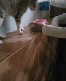 Toma Cat GIF - Toma Cat GIFs